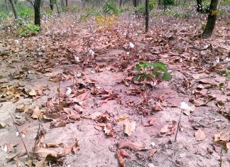 LE COTON BURKINABE DANS L’IMPASSE