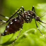 Ghana : des moustiques « intelligents » qui résistent aux insecticides