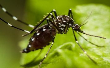 Ghana : des moustiques « intelligents » qui résistent aux insecticides