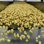 La Côte d’Ivoire, 1er producteur mondial, veut transformer son or gris: la noix de cajou