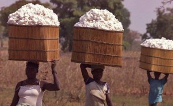 Les femmes du Burkina Faso se mettent à la culture du coton