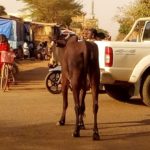 Circulation routière à Ouagadougou : l’équation de la divagation des animaux