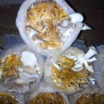 MYCICULTURE : La valorisation des matières organiques et des résidus agricoles