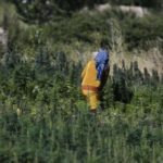 Liban : la légalisation du cannabis, écran de fumée ou opportunité économique ?