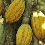 Cameroun : la crise anglophone bloque une partie des stocks de cacao