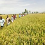 Valorisation du Riz « made in Burkina » : une équipe de l’INERA dans la Valée du Sourou Visite-Commentée-Rizière