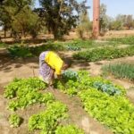 Jardinage : l’association women for ever promouvoit la culture bio le jardinage-women-for-ever-promouvoit-la-culture-bio