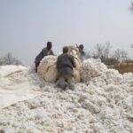 coton