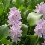 Eichhornia crassipes : elle peut faire des miracles Eichhornia- crassipes- elle- peut- faire- des- miracles