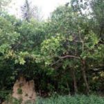 Ecologie: plante, où es-tu ? plante-où-es-tu ?