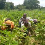 Travaux champêtres dans la Kossi: Des ouvrières agricoles à Pa Travaux- champêtres- dans –la- Kossi- Des -ouvrières –agricoles- à -Pa