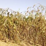 Amélioration des rendements agricoles : le bocage, l’autre alternative Amélioration- des- rendements- agricoles – le- bocage- l’autre- alternative