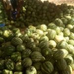 Production de la pastèque : Une véritable source d’autonomisation économique Production-de-la-pastèque