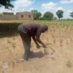 Rareté des pluies à Fada : les producteurs doivent-ils taper le sable ? AGRICULTEUR-DE-FADA