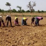Centre-Nord : 55 mille tonnes de riz attendues pour cette campagne agricole