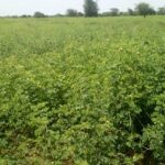 Lutte contre la désertification dans le Sahel : 100 hectares de terres récupérées par le conseil régional TERRE-RECUPEREE