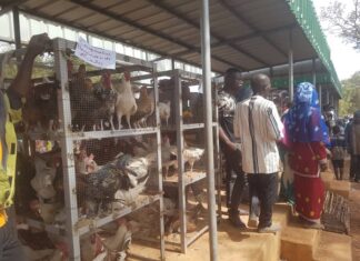 21ème fête du poulet de Poa : vers un élan de modernisation de l’aviculture JOURNEES-PROMOTIONNELLES-DU-POULET