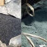 Dossier charbon fin : une expertise ‘’sans pression’’ AFFAIRE-CHARBON-FIN-LES-EXPERTS-TOUJOURS-EN-TRAVAUX