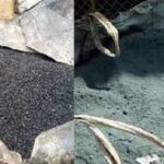 Dossier charbon fin : une expertise ‘’sans pression’’ Dossier- charbon- fin -une -expertise –sans- pression