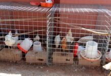 Entreprenariat : titulaire d’une maîtrise, Jeannette Sorgho fait de l’élevage son gagne-pain Entreprenariat –titulaire- d-une- maîtrise- Jeannette- Sorgho –fait- de- l-élevage- son- gagne-pain