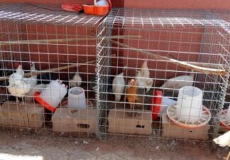 Entreprenariat : titulaire d’une maîtrise, Jeannette Sorgho fait de l’élevage son gagne-pain Entreprenariat –titulaire- d-une- maîtrise- Jeannette- Sorgho –fait- de- l-élevage- son- gagne-pain