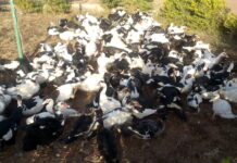 Région du Sahel : le conseil régional et le projet TUUMA offrent 2000 pintadeaux et 200 couples de canards aux personnes déplacées internes Dori-déplacé-conseil-regional-sahel-don-vollaile-projet-tuuma