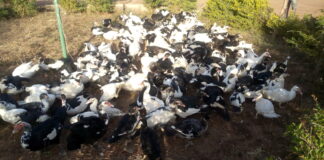 Région du Sahel : le conseil régional et le projet TUUMA offrent 2000 pintadeaux et 200 couples de canards aux personnes déplacées internes Dori-déplacé-conseil-regional-sahel-don-vollaile-projet-tuuma