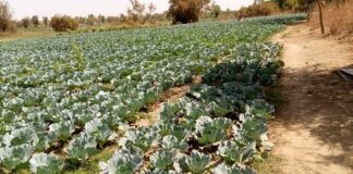 COVID-19, le cauchemar des maraîchers de Saaba COVID-19, le –cauchemar- des- maraîchers –de- Saaba