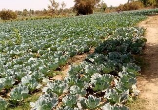 COVID-19, le cauchemar des maraîchers de Saaba COVID-19, le –cauchemar- des- maraîchers –de- Saaba