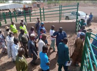 Houndé : le marché à bétail est désormais fonctionnel MARCHE-A-BETAIL