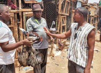 Ramadan 2021 : des vendeurs de volaille crient à la morosité du marché Constat -fete-de-ramadan