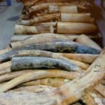 Sahel : quand braconnage et terrorisme font bon ménage TERRORISME-ET-BRACONAGE