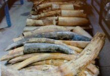 Sahel : quand braconnage et terrorisme font bon ménage TERRORISME-ET-BRACONAGE