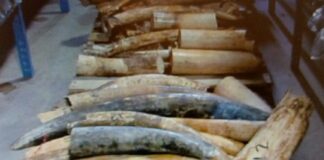 Sahel : quand braconnage et terrorisme font bon ménage TERRORISME-ET-BRACONAGE