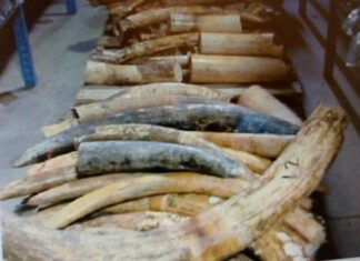 Sahel : quand braconnage et terrorisme font bon ménage TERRORISME-ET-BRACONAGE