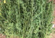 Santé : à la découverte de l’Artemesia, une plante médicinale aux multiples vertus à –la- découverte- de –l-Artemesia-une- plante -médicinale -aux –multiples- vertus