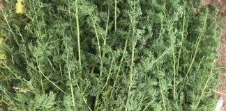 Santé : à la découverte de l’Artemesia, une plante médicinale aux multiples vertus à –la- découverte- de –l-Artemesia-une- plante -médicinale -aux –multiples- vertus