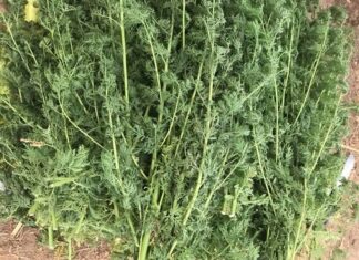 Santé : à la découverte de l’Artemesia, une plante médicinale aux multiples vertus à –la- découverte- de –l-Artemesia-une- plante -médicinale -aux –multiples- vertus