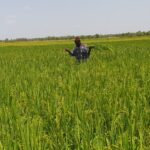 Variétés améliorées du riz : avec les KBR et les FKR, le Burkina peut satisfaire la demande en riz