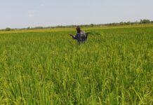 Variétés améliorées du riz : avec les KBR et les FKR, le Burkina peut satisfaire la demande en riz