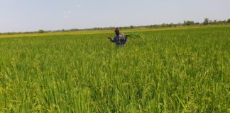 Variétés améliorées du riz : avec les KBR et les FKR, le Burkina peut satisfaire la demande en riz