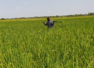 Variétés améliorées du riz : avec les KBR et les FKR, le Burkina peut satisfaire la demande en riz