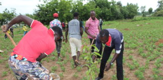 Sabou : 1 200 plants mis en terre pour sauver la mare aux crocodiles sacrés de l’ensablement